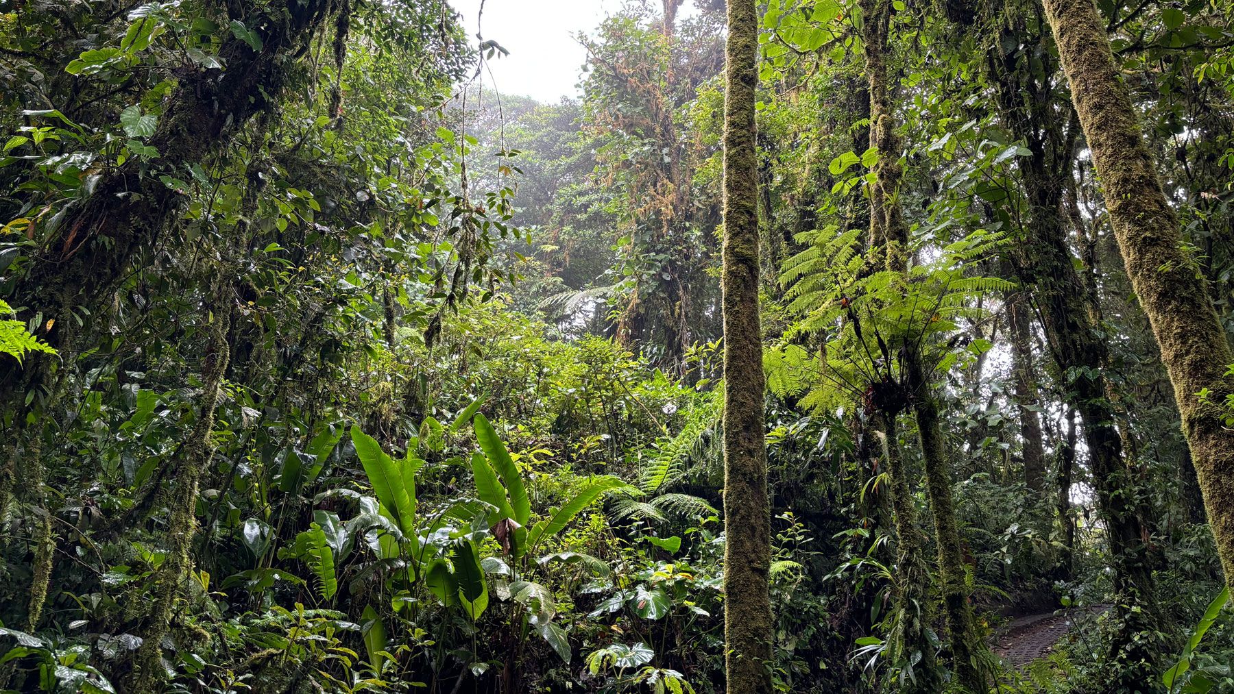 Monteverde Cloud Forest Reserve - Reisejournal Carolin Kotte - DOBAS.jpg