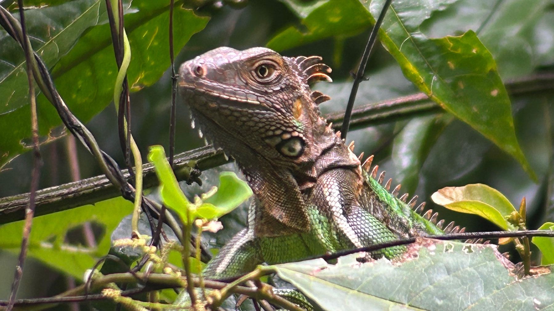 Quepos Schwarzleguan - Reisejournal Carolin Kotte - DOBAS.jpg