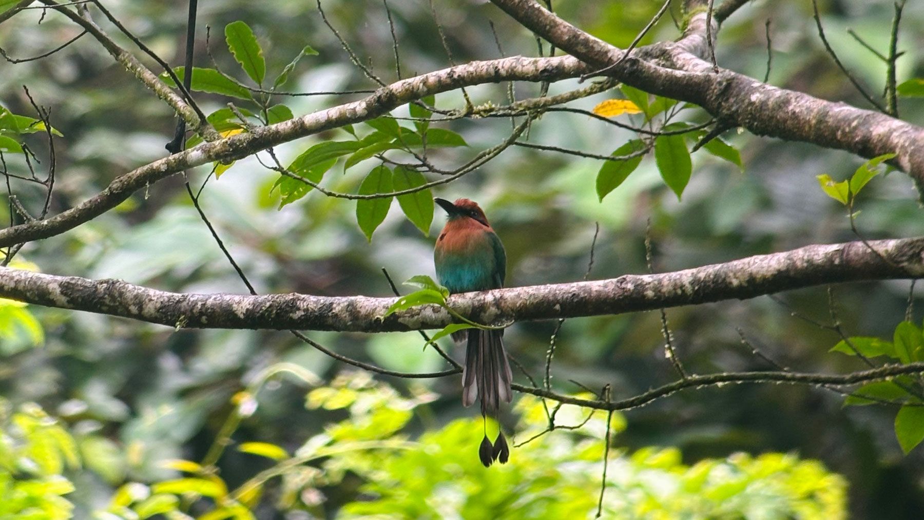 La Fortuna Motmot - Reisejournal Carolin Kotte - DOBAS.jpg